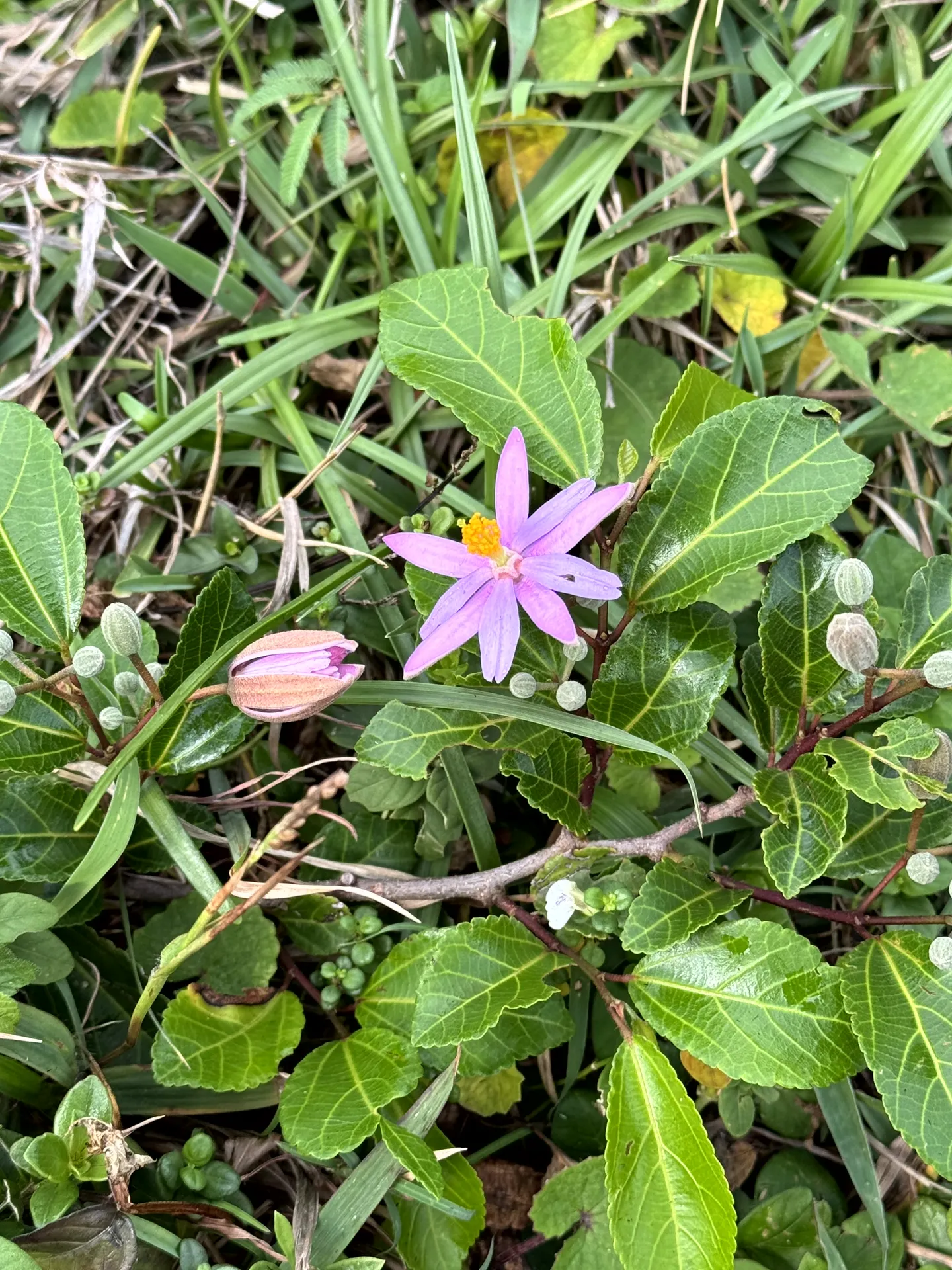 Pink star-shaped wildflower with yellow center among green foliage