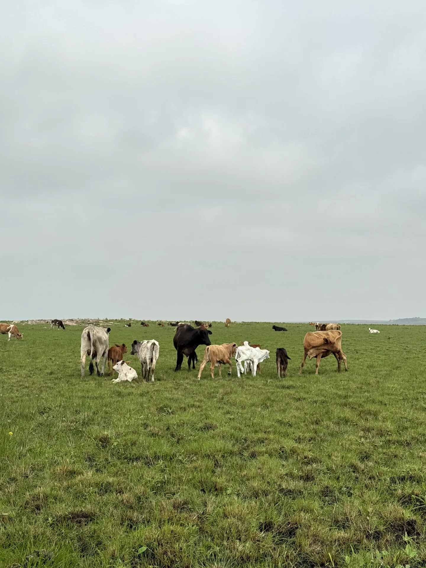 Mixed cattle herd grazing in lush green pasture